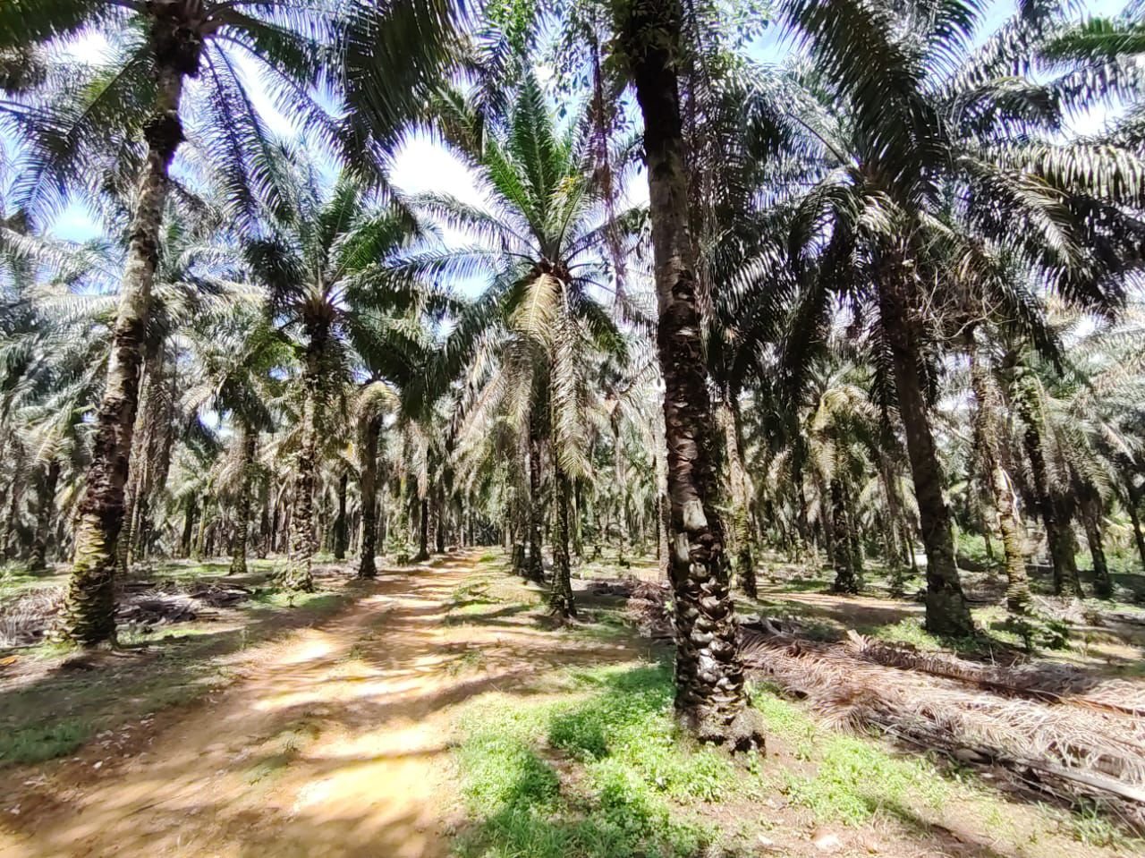 Industrial-Zoned Land for Sale property photo 11