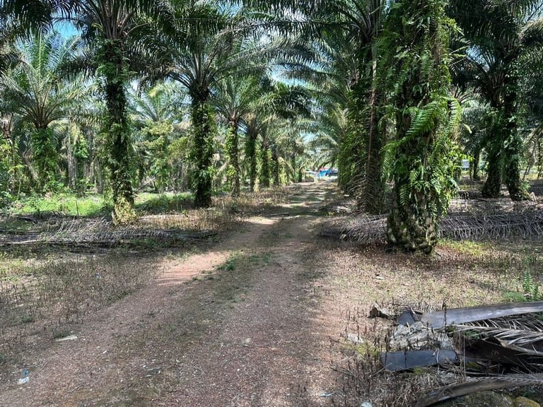 Agricultural Land For Sale