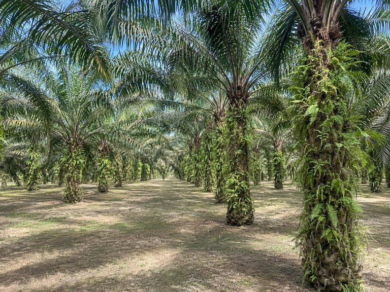 Agricultural Land For Sale