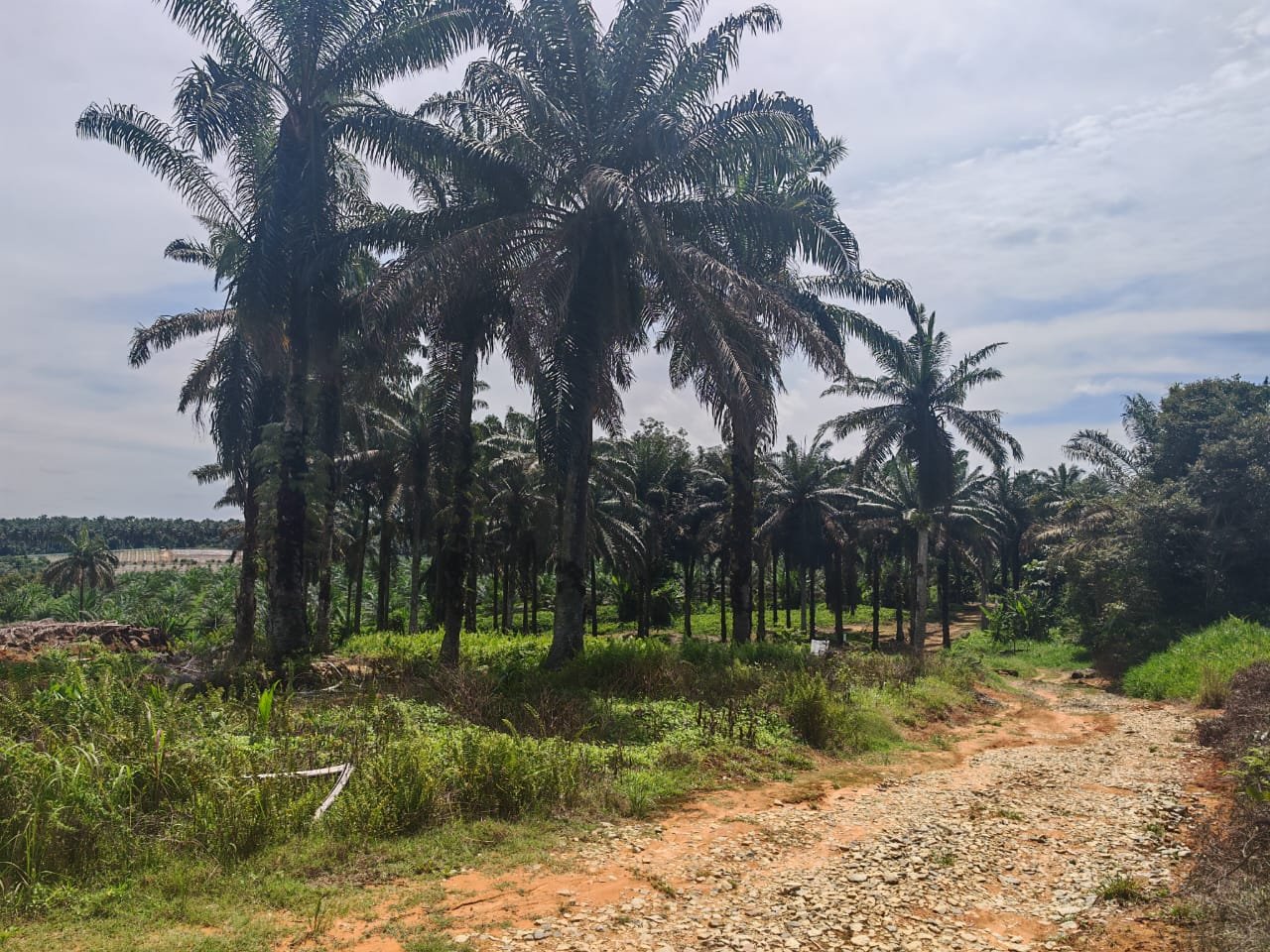 Agricultural Land for Sale property photo 1