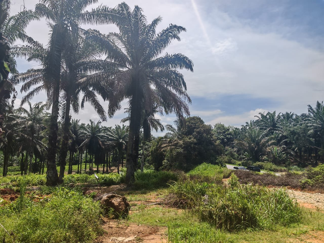 Agricultural Land for Sale property photo 4