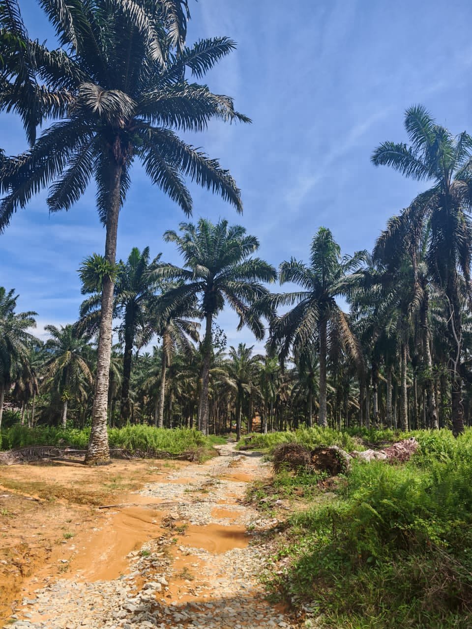 Agricultural Land for Sale property photo 6