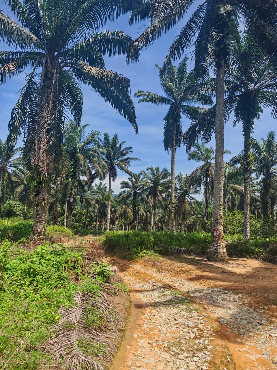 Agricultural Land for Sale property photo 7