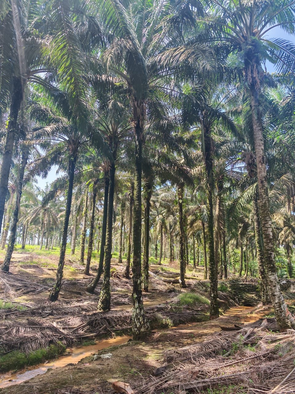Agricultural Land for Sale property photo 8