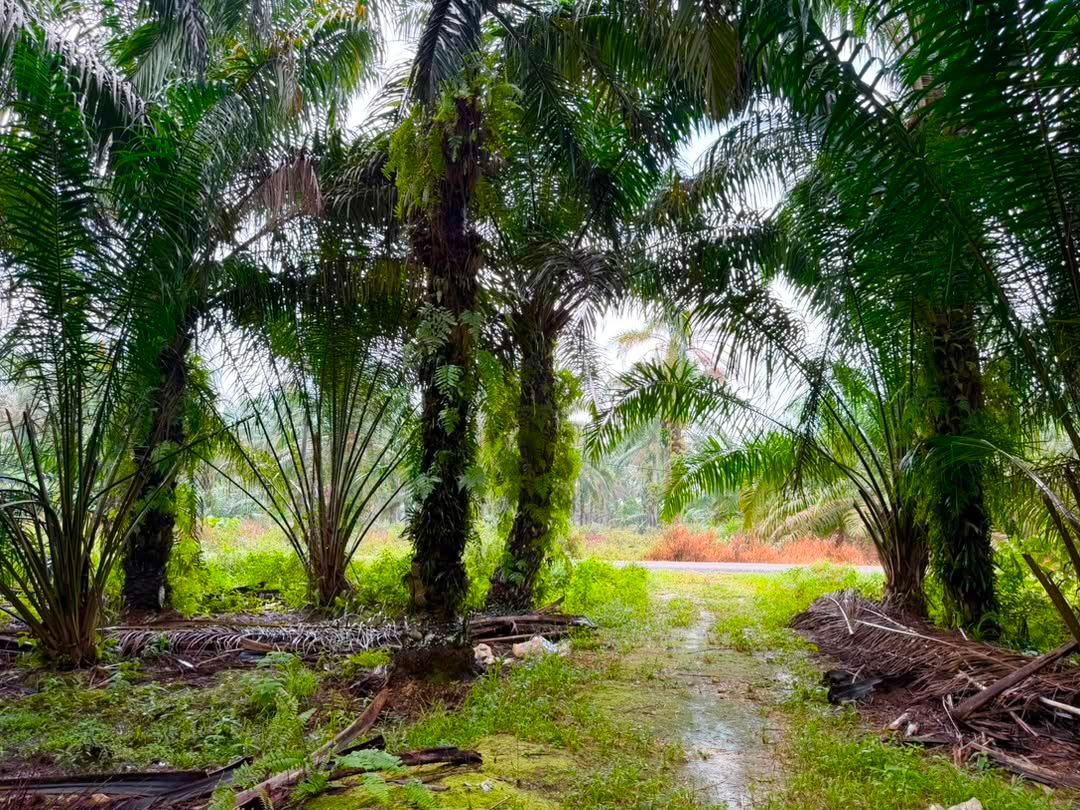 Agricultural Land for Sale property photo 1