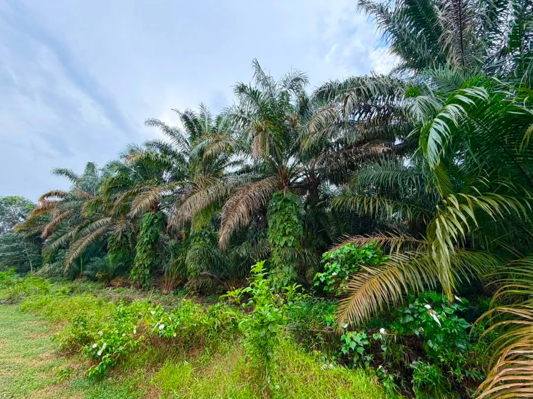 Agricultural Land for Sale property photo 2