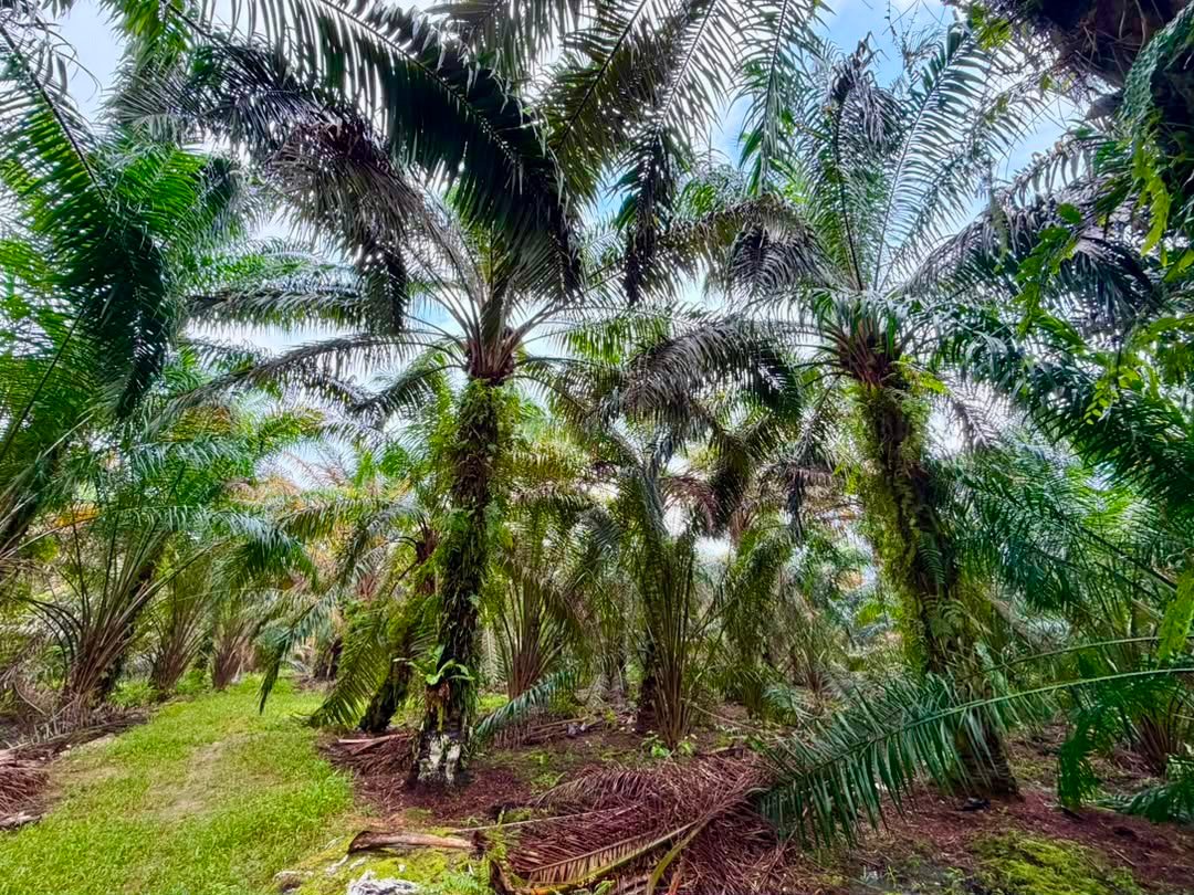 Agricultural Land for Sale property photo 3