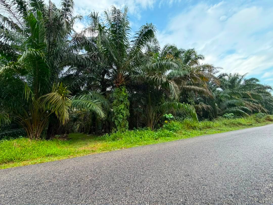 Agricultural Land for Sale property photo 4