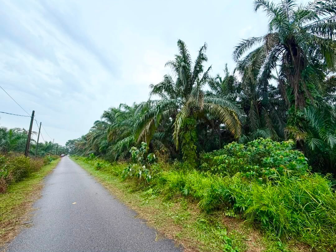 Agricultural Land for Sale property photo 5