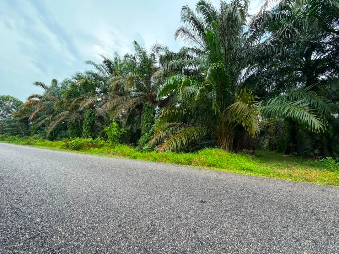 Agricultural Land for Sale property photo 6