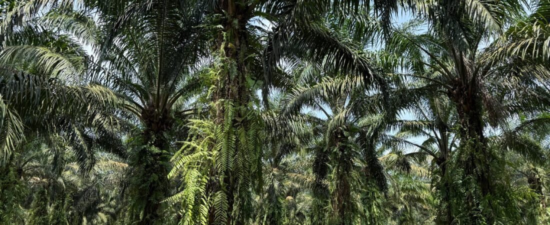Oil Palm Agricultural Land for Sale