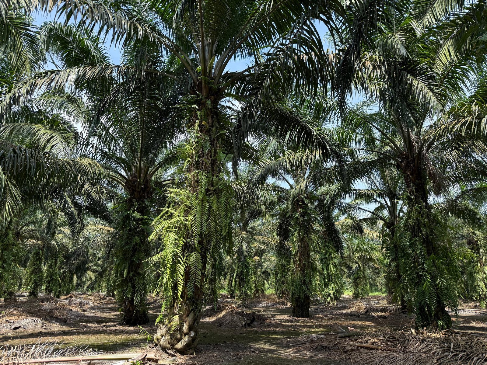 Oil Palm Agricultural Land for Sale property photo 1