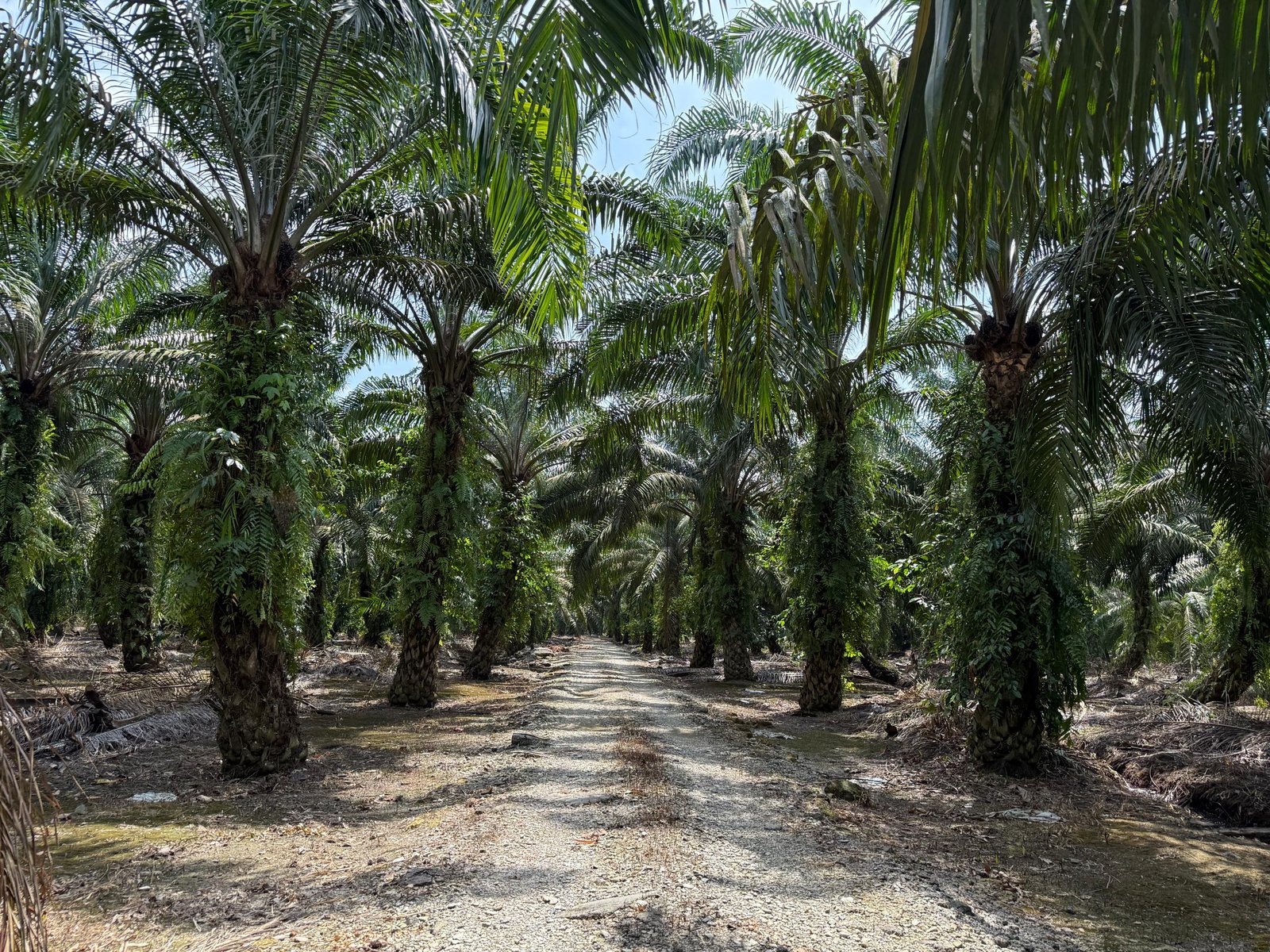 Oil Palm Agricultural Land for Sale property photo 2