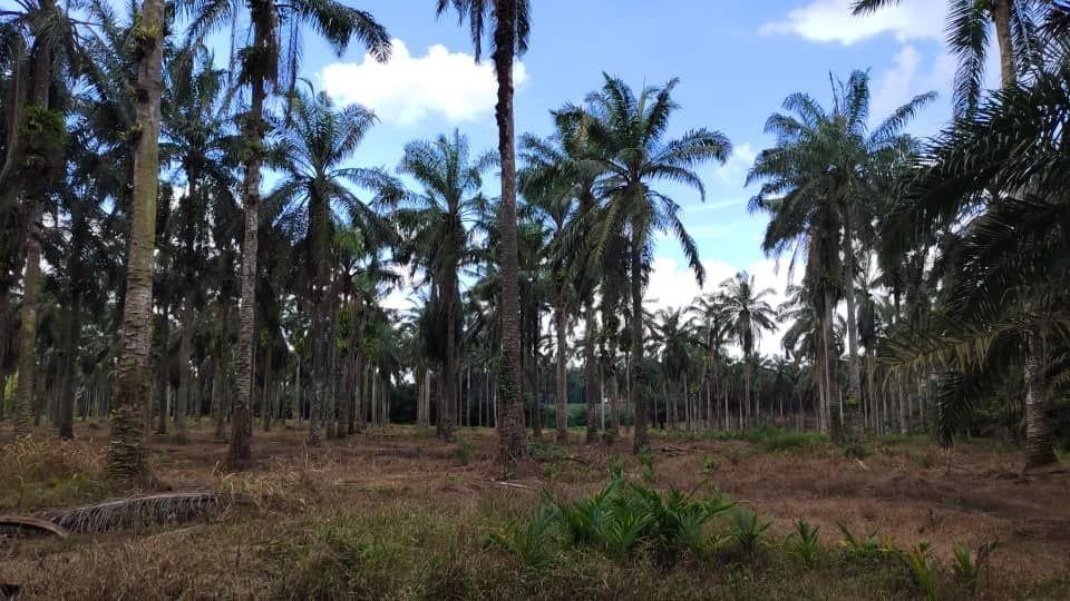 Commercial-Zoned Agricultural Land for Sale property photo 3