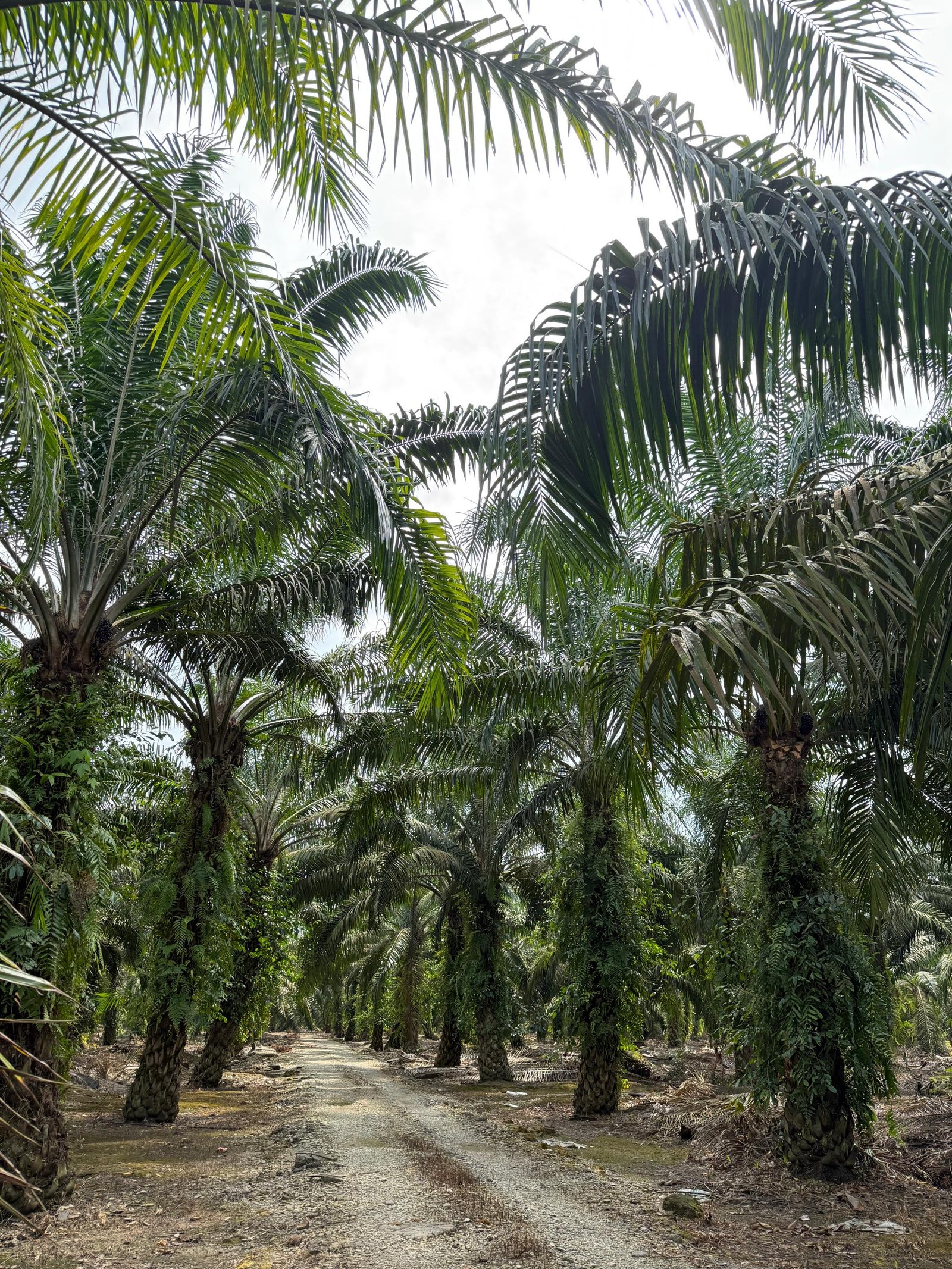 Oil Palm Agricultural Land for Sale property photo 3