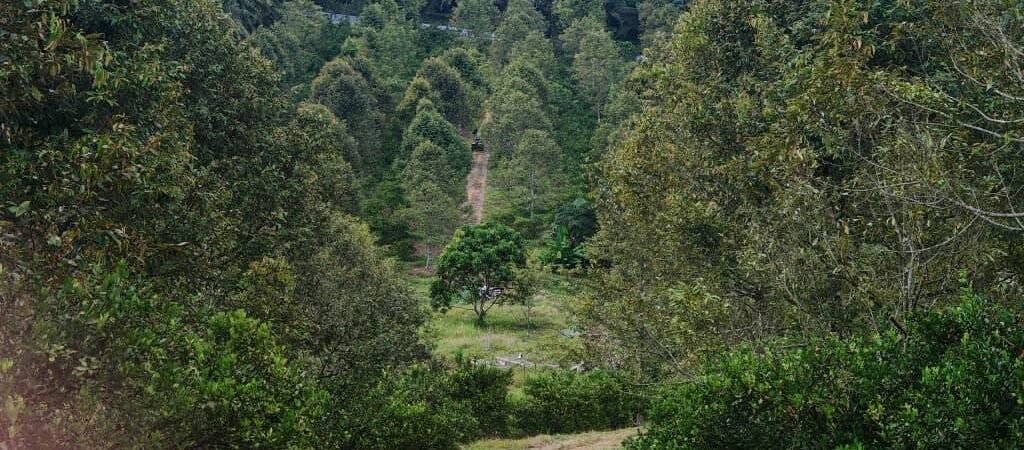 Durian Estate Agricultural Land for Sale