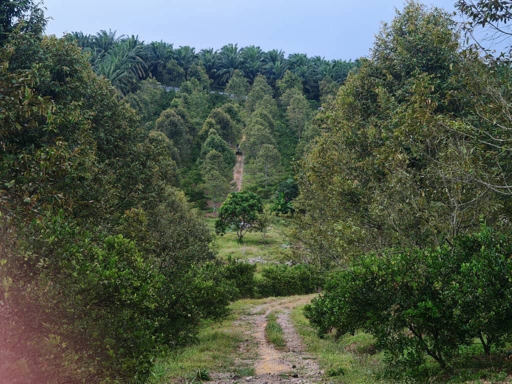 Durian Estate Agricultural Land for Sale
