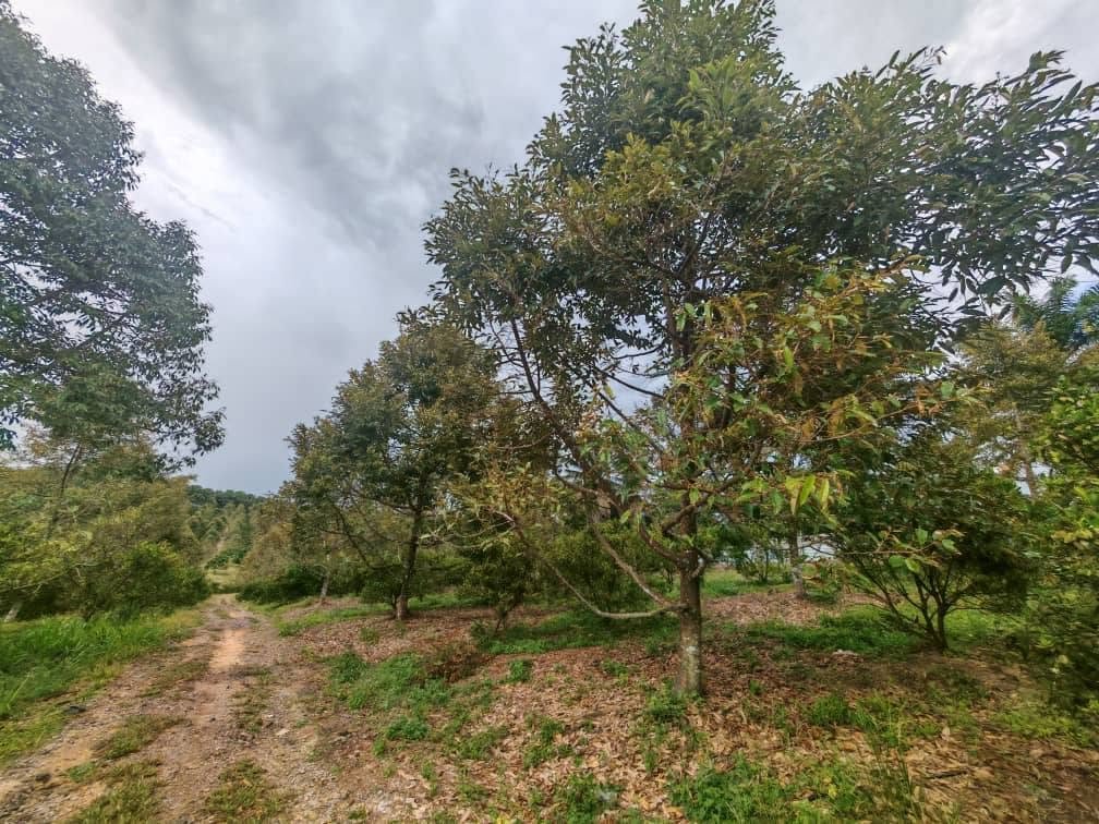 Durian Estate Agricultural Land for Sale at Kluang–Mersing Road