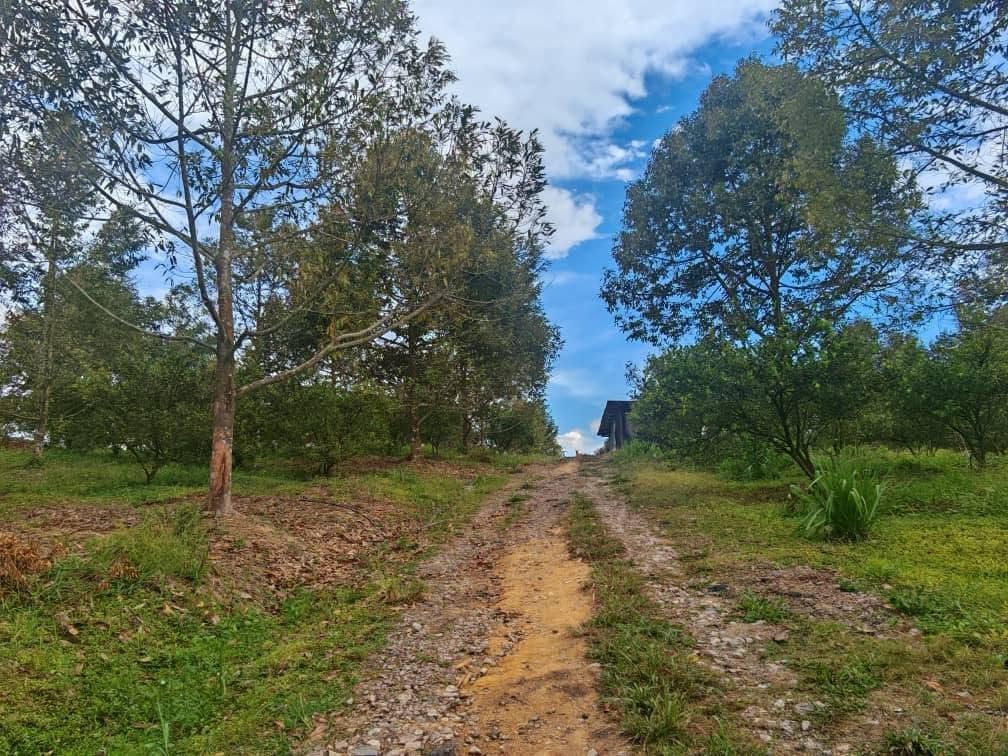 Durian Estate Agricultural Land for Sale at Kluang–Mersing Road