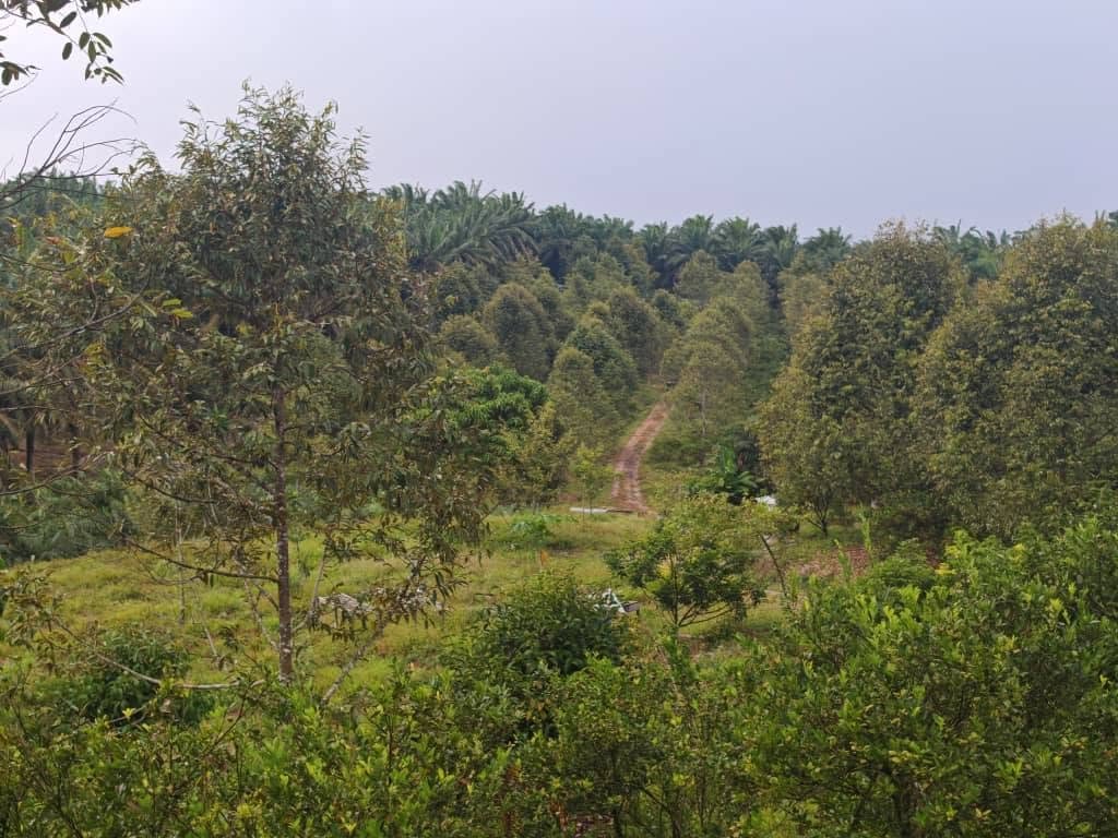 Durian Estate Agricultural Land for Sale at Kluang–Mersing Road