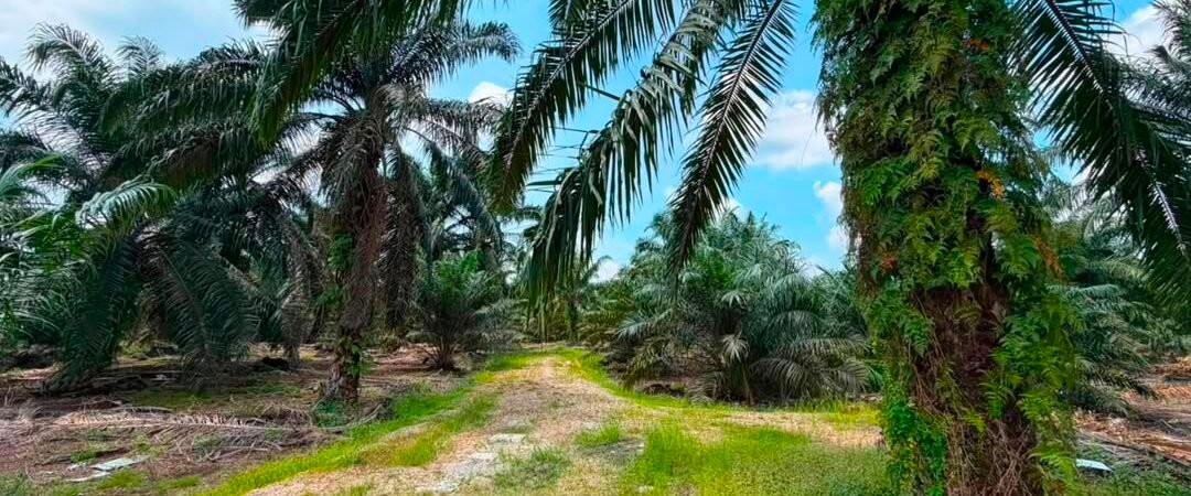 Agricultural Land for Sale