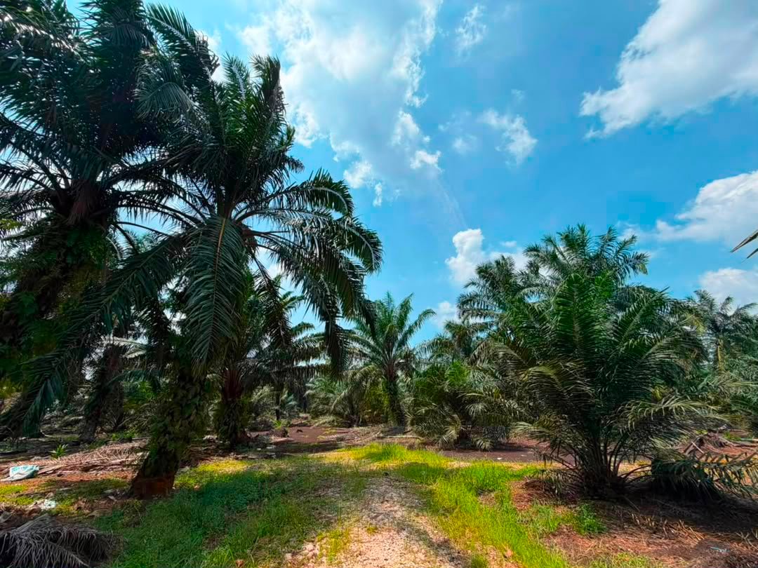 Agricultural Land for Sale property photo 3