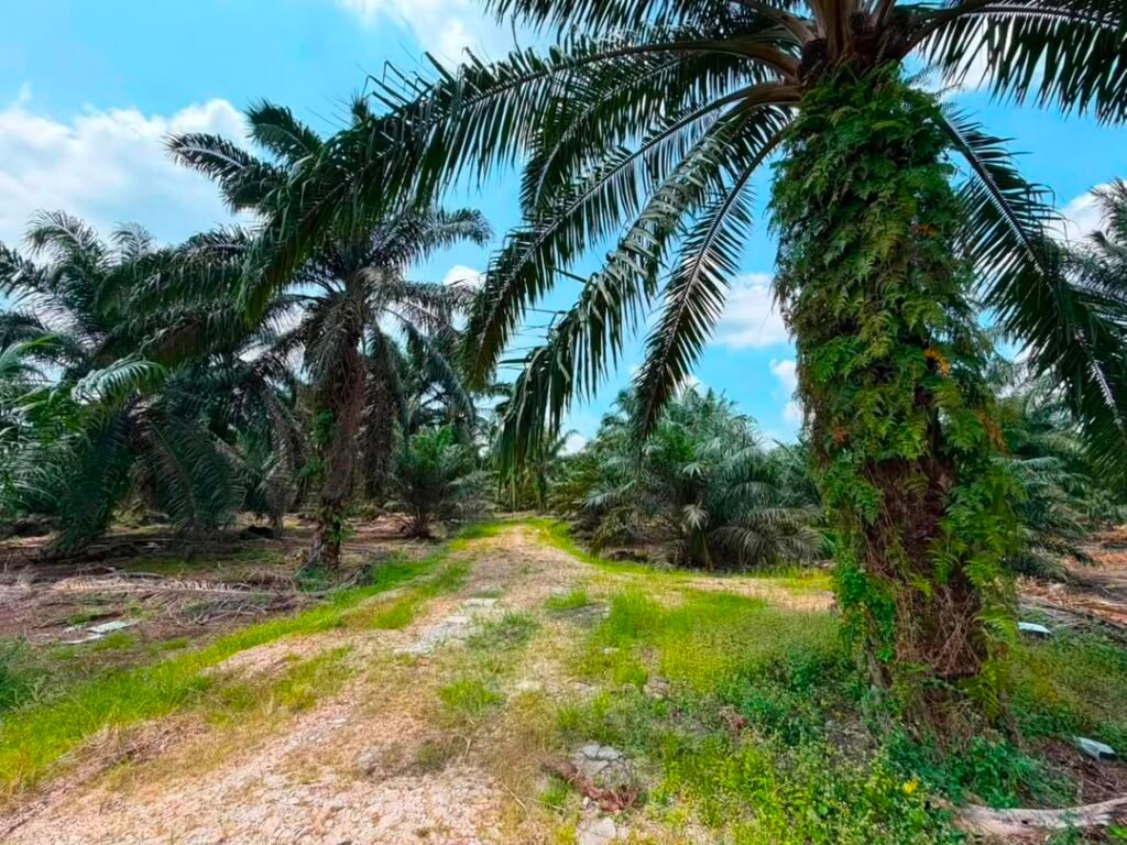 Oil Palm Agricultural Land for Sale