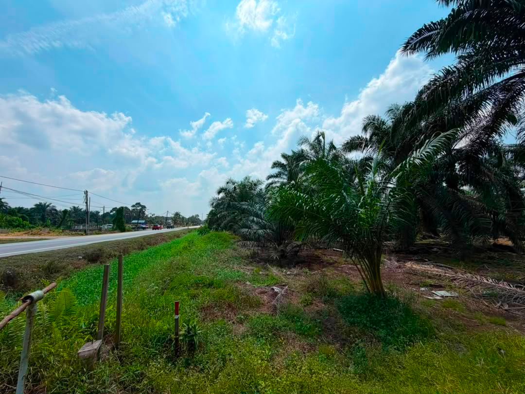 Oil Palm Agricultural Land for Sale property photo 2