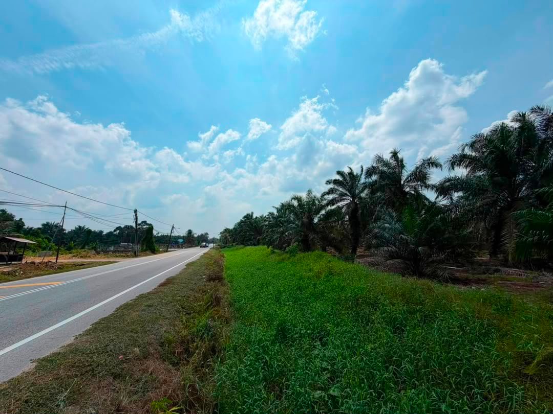Oil Palm Agricultural Land for Sale property photo 5