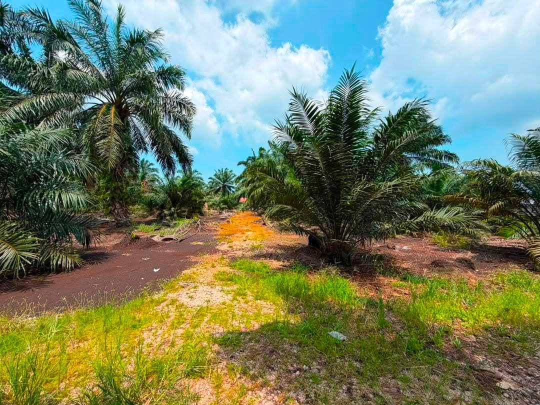 Oil Palm Agricultural Land for Sale property photo 6