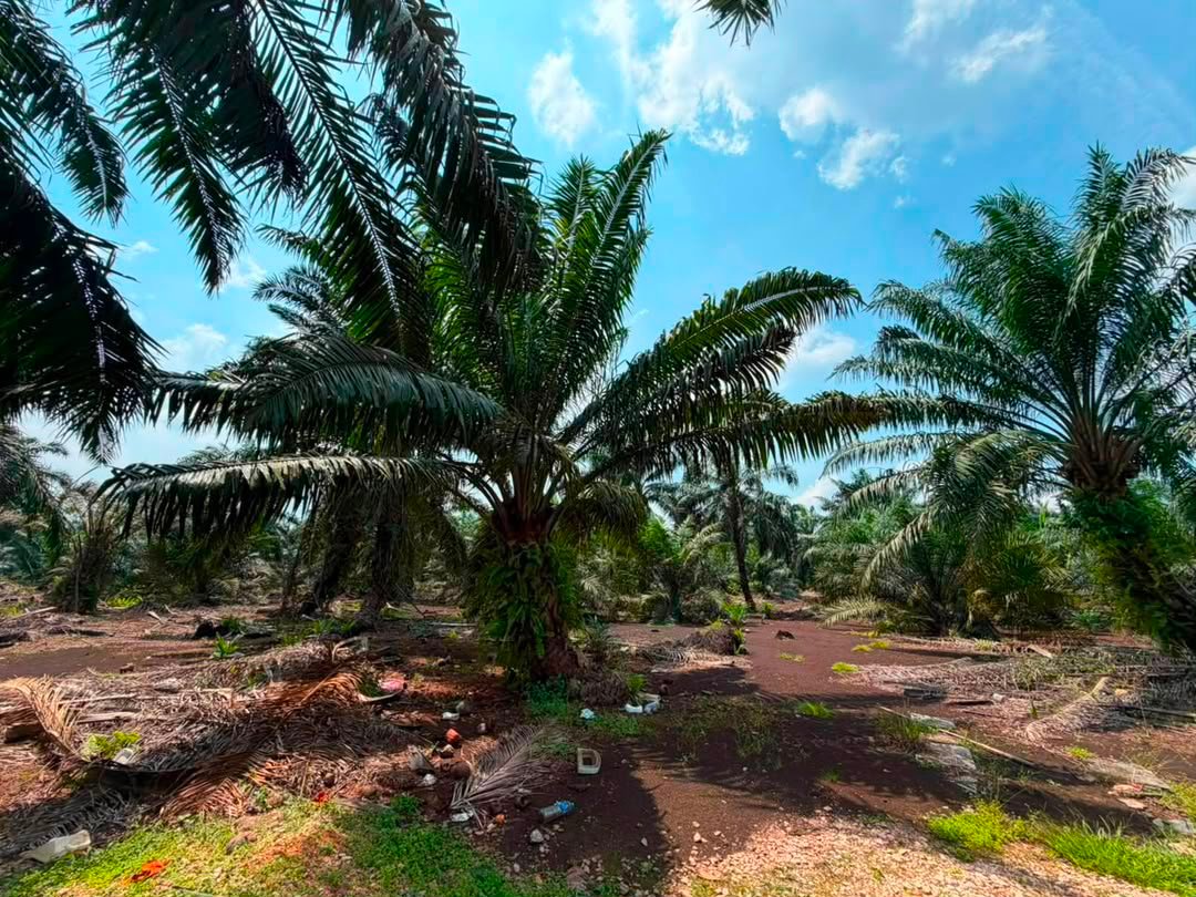 Oil Palm Agricultural Land for Sale property photo 7