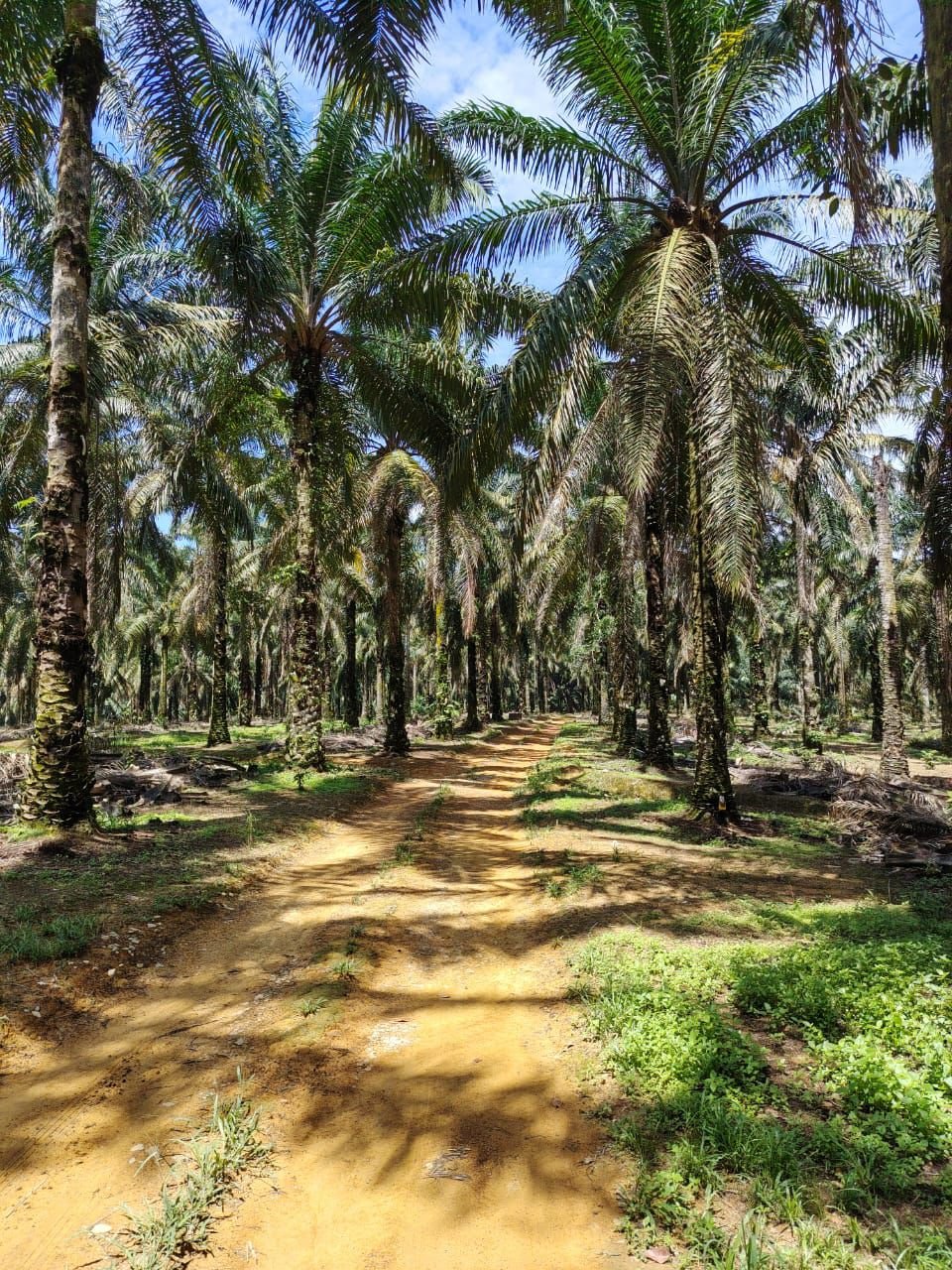 Industrial-Zoned Agricultural Land for Sale property photo 6