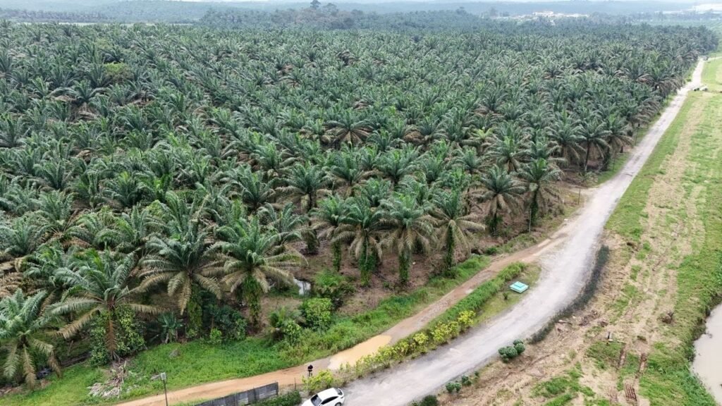 Agricultural Land for Sale