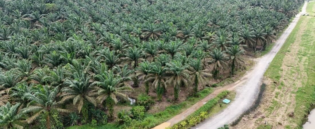 Agricultural Land for Sale