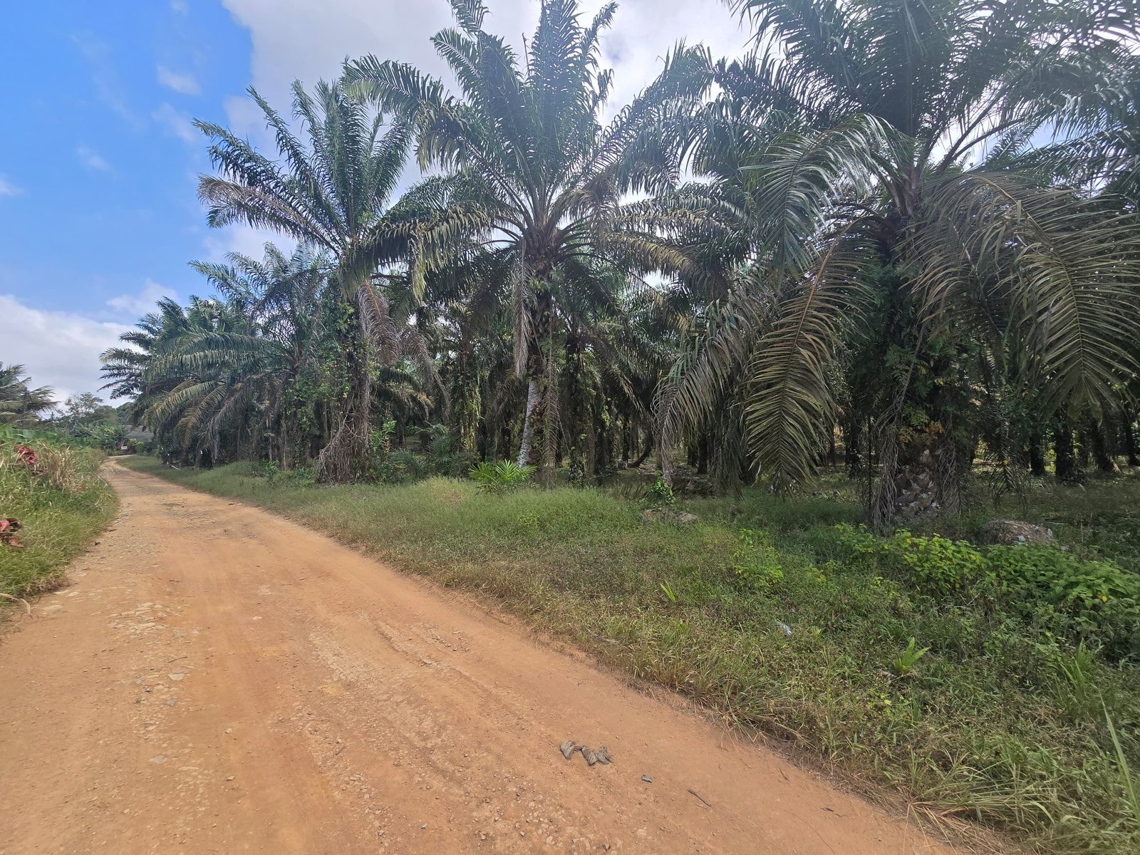 Agricultural Land for Sale property photo 3
