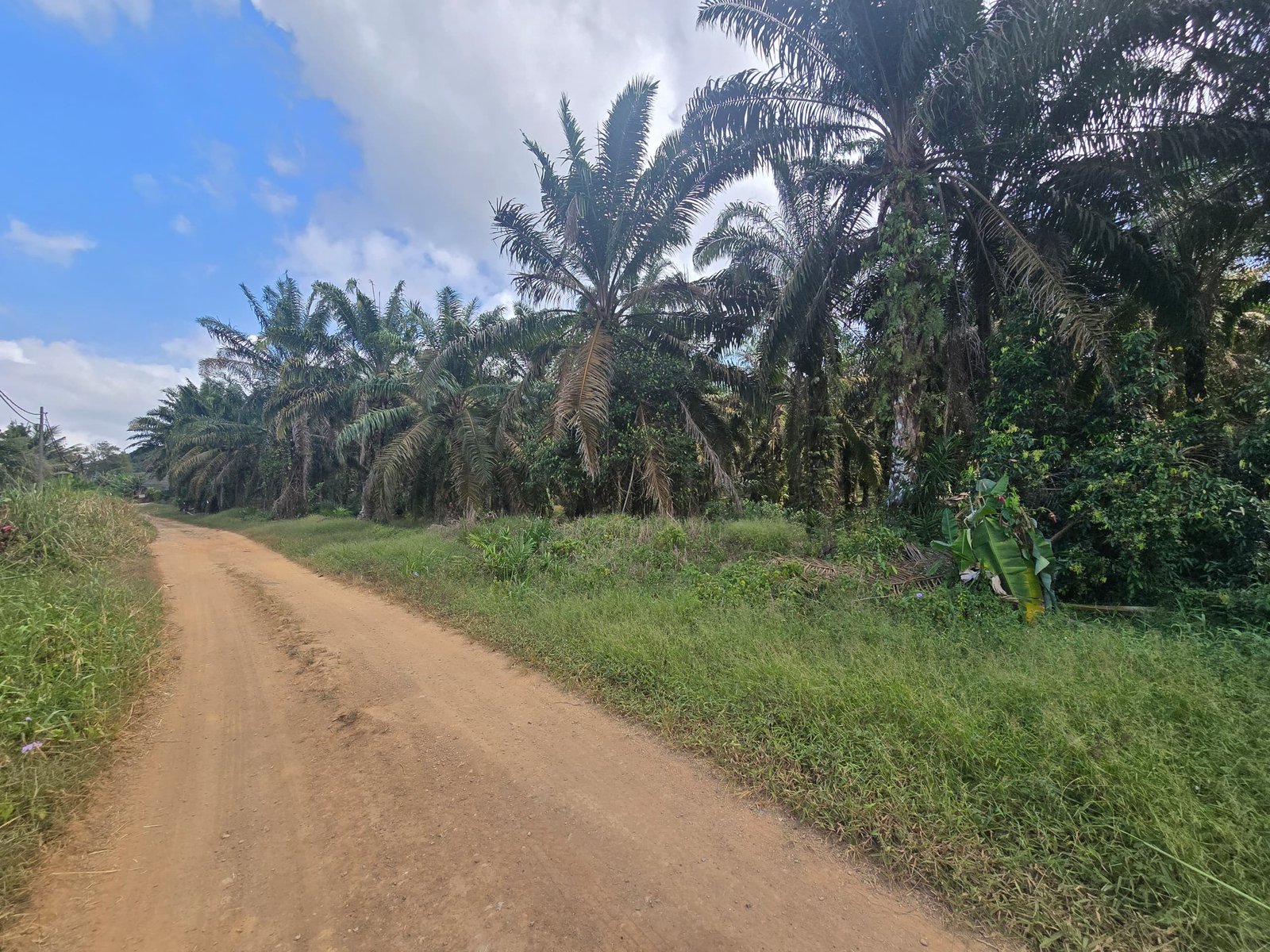 Agricultural Land for Sale property photo 4